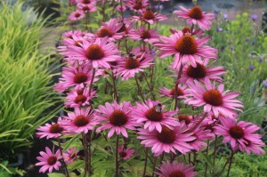 Echinacea purpurea 'Rubinstern'