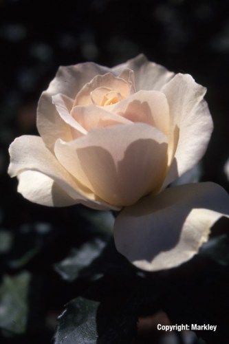 Rosa 'Edelweiß' -R-