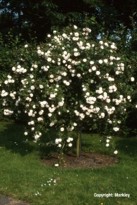 Rosa 'Felicite et Perpetue'