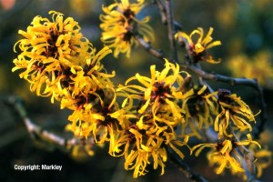 Hamamelis mollis