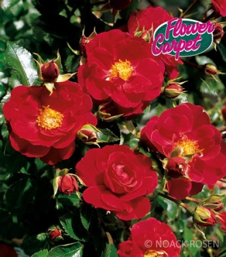 Rosa 'Heidefeuer'  - R -