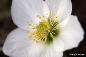Helleborus niger