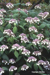 Hydrangea aspera ssp. sargentiana