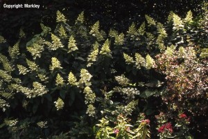 Hydrangea paniculata 'Tardiva'