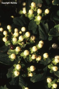 Hypericum inodorum 'Magical White'