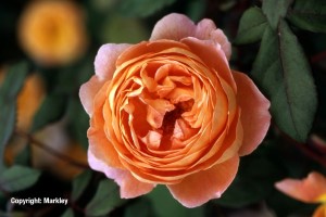 Rosa 'Lady Emma Hamilton' -R-