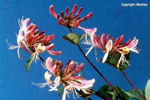 Lonicera periclymenum 'Serotina'