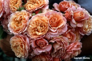 Rosa 'Marie Curie' -R-