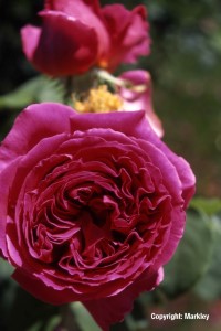 Rosa 'Othello' -R-
