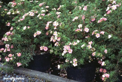 Potentilla fruticosa 'Lovely Pink