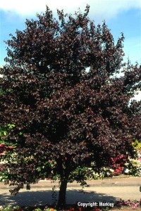 Prunus cerasifera 'Nigra'