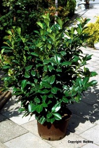 Prunus laurocerasus 'Etna