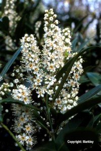 Prunus laurocerasus 'Otto Luyken'
