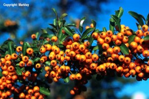 Pyracantha 'Orange Charmer'