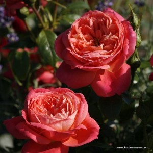 Rosa 'Queen of Hearts' -R-