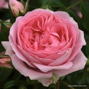 Rosa 'Rosenfee' -R-