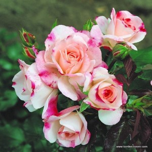 Rosa 'Rosenstadt Freising' -R-