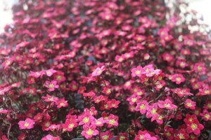 Keine Abbildung zugeordnet 