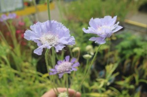 Scabiosa caucasica 'Perfecta'