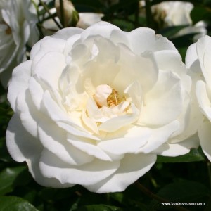 Rosa 'Schneewittchen' -R-
