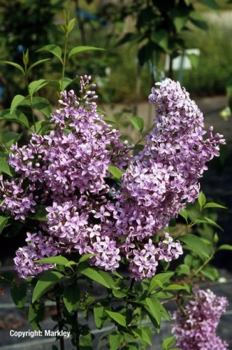 Syringa chinensis 'Saugeana'