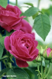 Rosa 'Ulrich Brunner Fils'