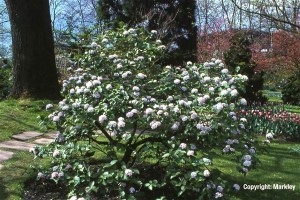 Viburnum carlesii