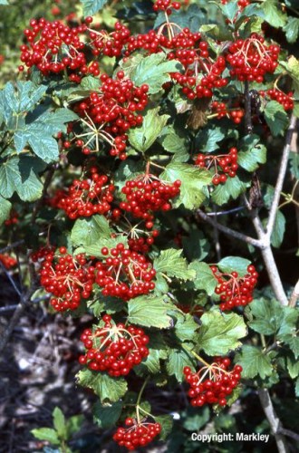 Viburnum opulus