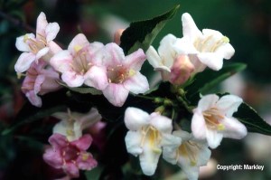 Weigela 'Candida'