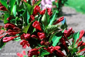 Weigela 'Red Prince'