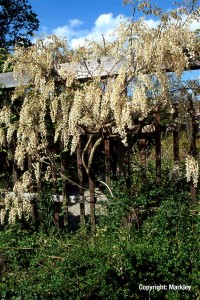 Wisteria sinensis 'Alba'
