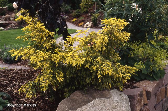 Nadelgehlze: Taxus baccata 'Adpressa Aurea'