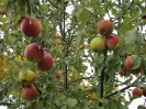 Apfelmarkt 2012_18