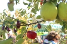 Apfelmarkt 2015_65