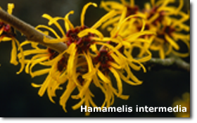 Hamamelis intermedia