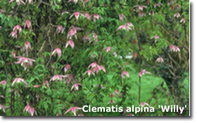 Clematis alpina 'Willy'