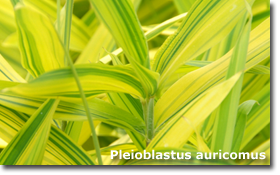 2010_08_pleioblastus_auricomus