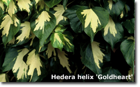 Hedera helix Goldheart
