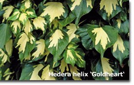 Hedera Goldheart