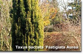 Taxus baccata Fastigiata Aurea