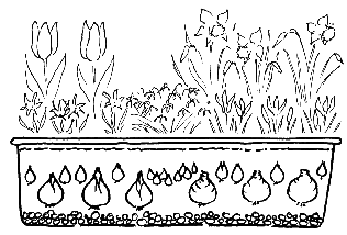 Blumenzwiebeln für Balkonkästen