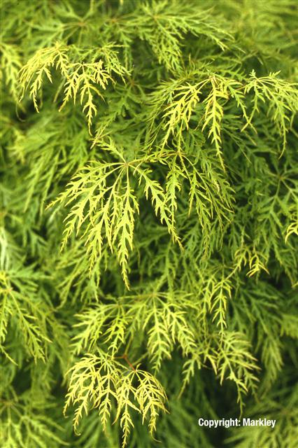 Acer palmatum 'Dissectum' ('Dissectum Viride')