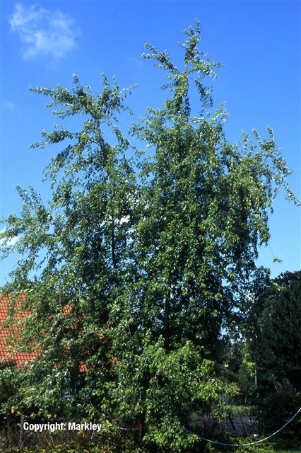Acer saccharinum 'Wieri'