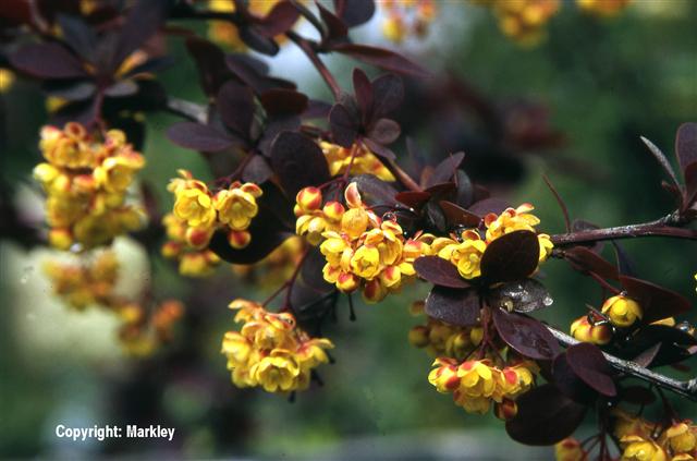 Berberis ottawensis 'Superba'
