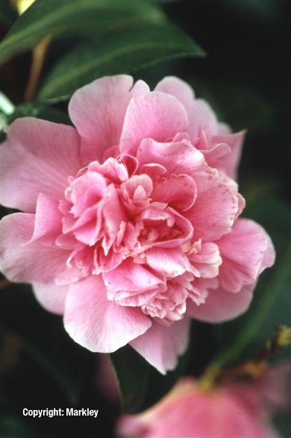 Camellia japonica in Sorten