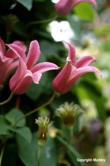 Clematis texensis 'The Princess of Wales'