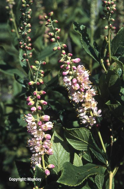Clethra alnifolia 'Rosea'