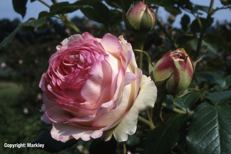 Rosa 'Eden Rose 85' -R-