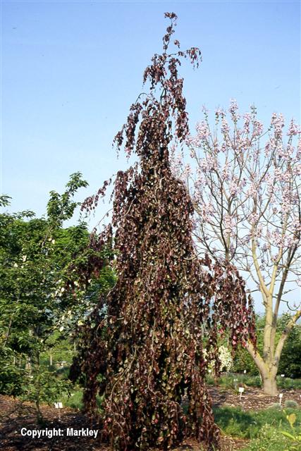 Fagus sylvatica 'Purple Fountain'