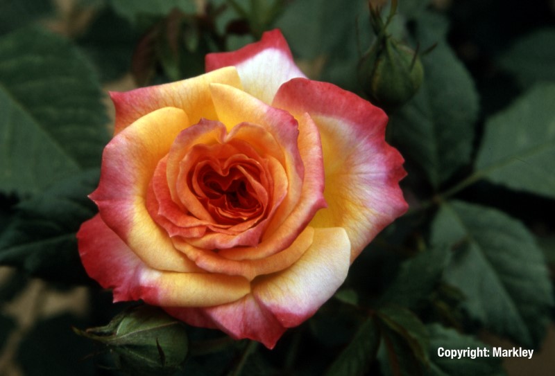 Rosa 'Gartenspaß' -R-